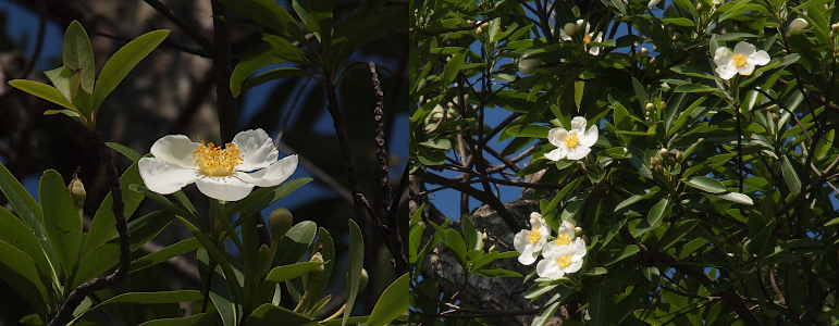 [Two photos spliced together. On the left is a single fully-opened bloom opening upward amid the narrow leaves. The bloom has five wide white petals and a large flurry of orange-topped yellow stamen. On the right are five completely open blooms slightly facing to the left. Three are in a clump in the lower left portion of the image. One is in the middle and the fifth is in the upper right of the image. There are several buds which are still in tight small green balls. ]